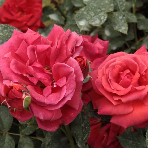 Vendita, rose, online Rosa Iskra™ - rosso - rose climber - rosa non profumata - Meilland International - Perfetta per decorare pareti e pilastri.